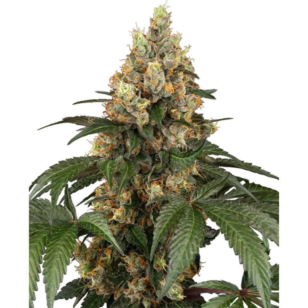sensi seeds Chocolate Rainbow XXL Feminisierte Hanfsamen Cannabisblüte