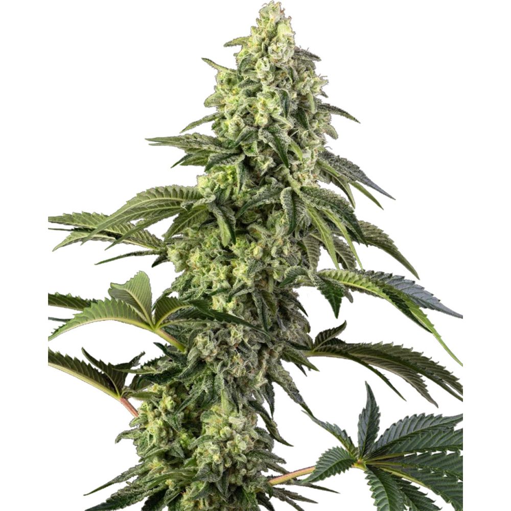 sensi seeds Comisc Kiss Feminisierte Hanfsamen Cannabisblüte