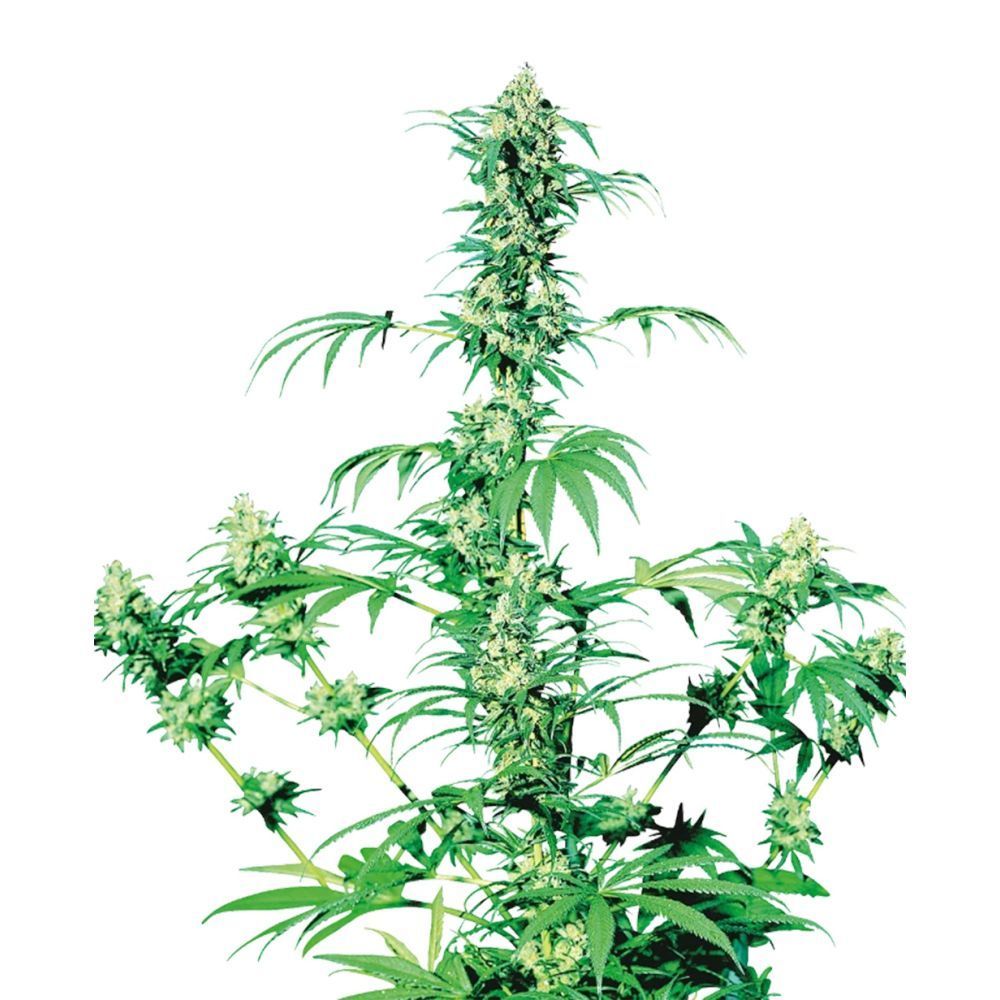 sensi seeds Early Girl hanfpflanze