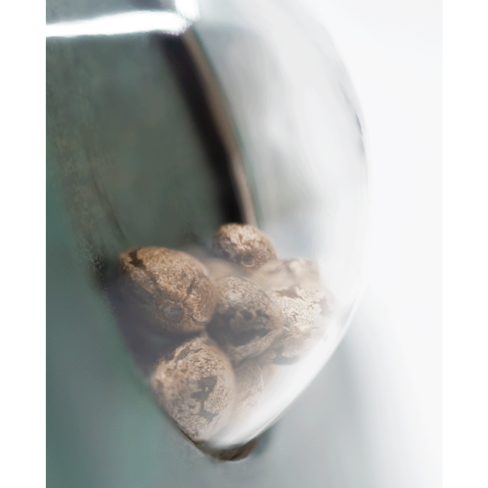 Sensi Seeds Early Skunk reguläre Hanfsamen Nahaufnahme