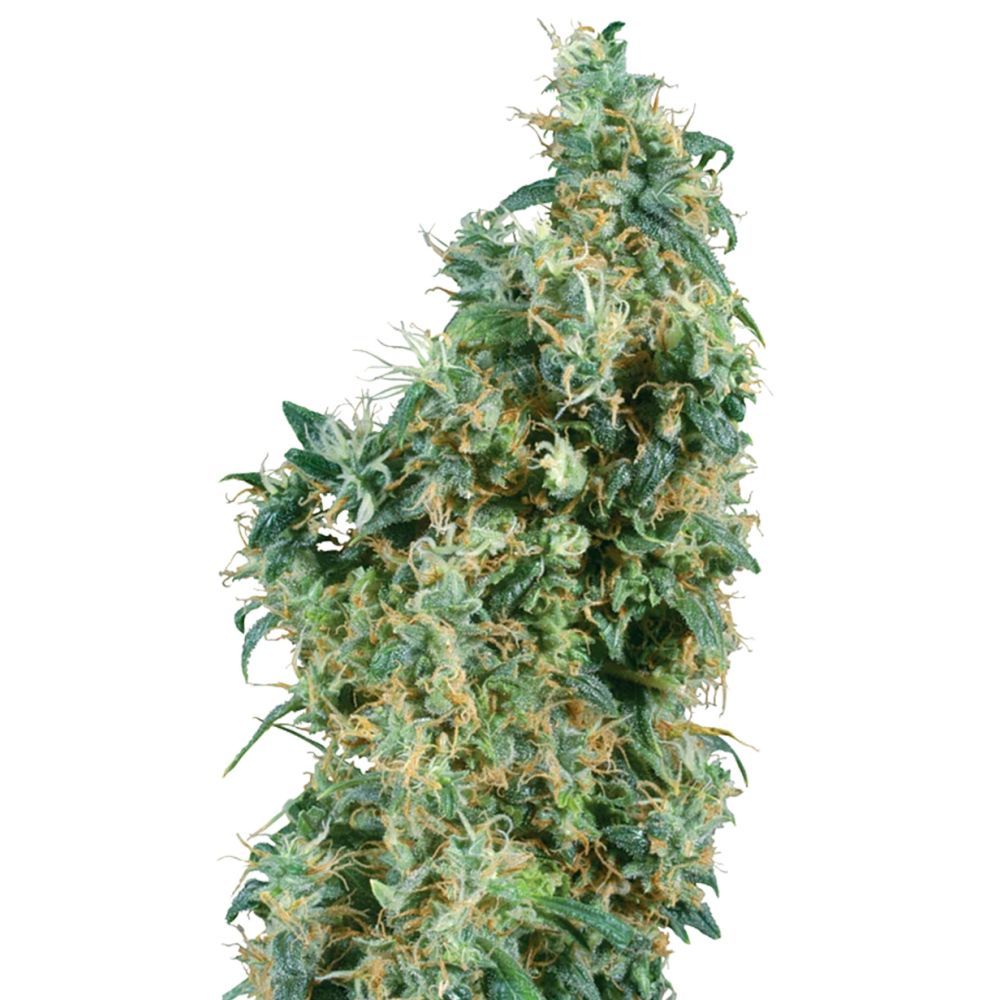 sensi seeds Frist Lady hanfpflanze
