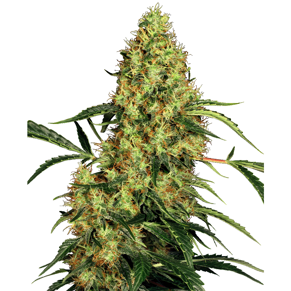 Sensi Seeds Mexican Sativa feminisierte Hanfsamen Blüte