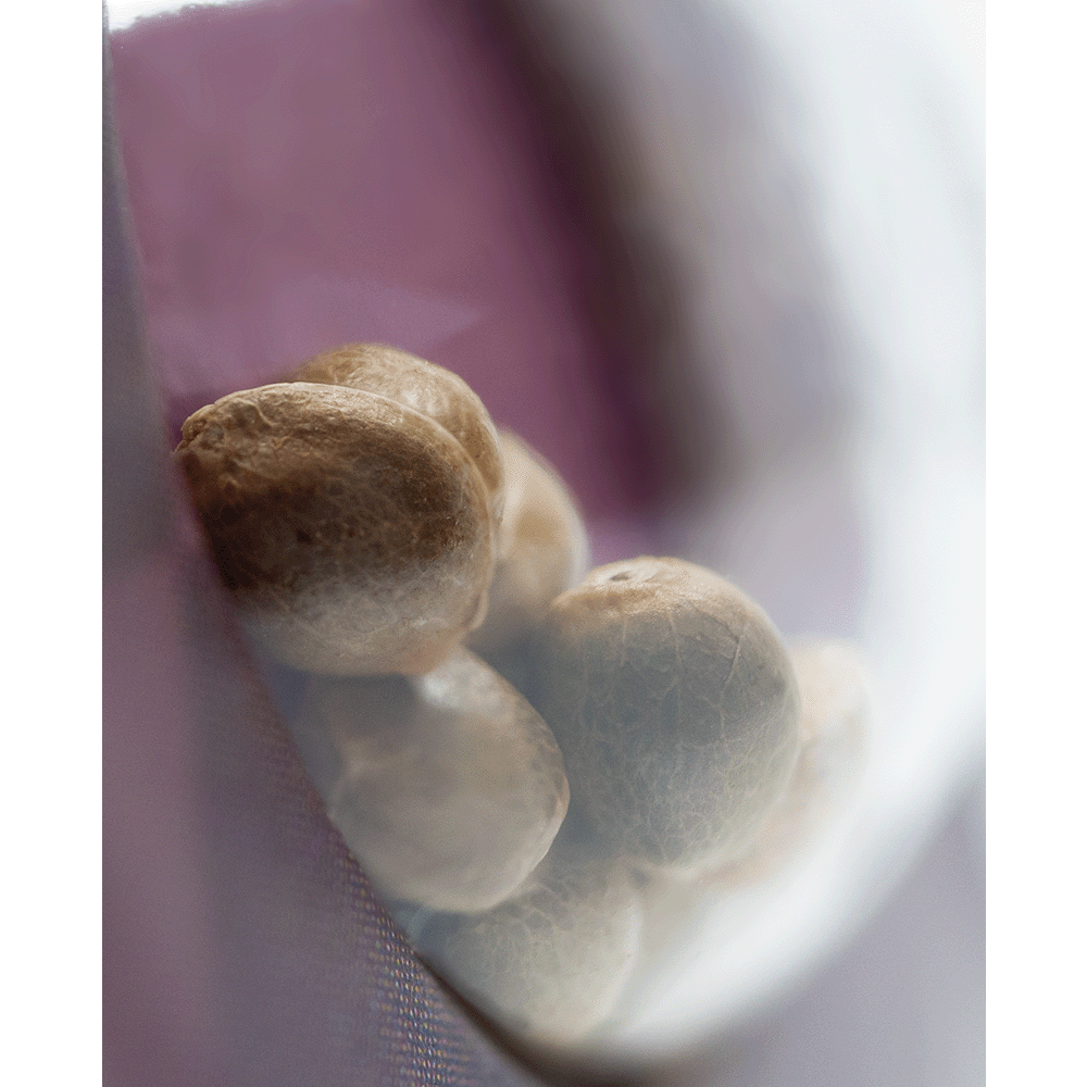 Sensi Seeds Mexican Sativa feminisierte Hanfsamen Nahaufnahme