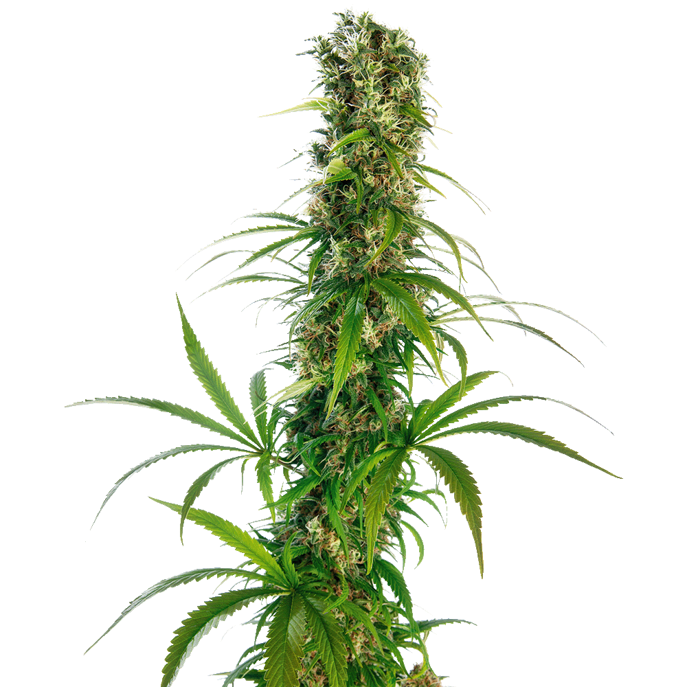Sensi Seeds Michka feminisierte Hanfsamen Blüte