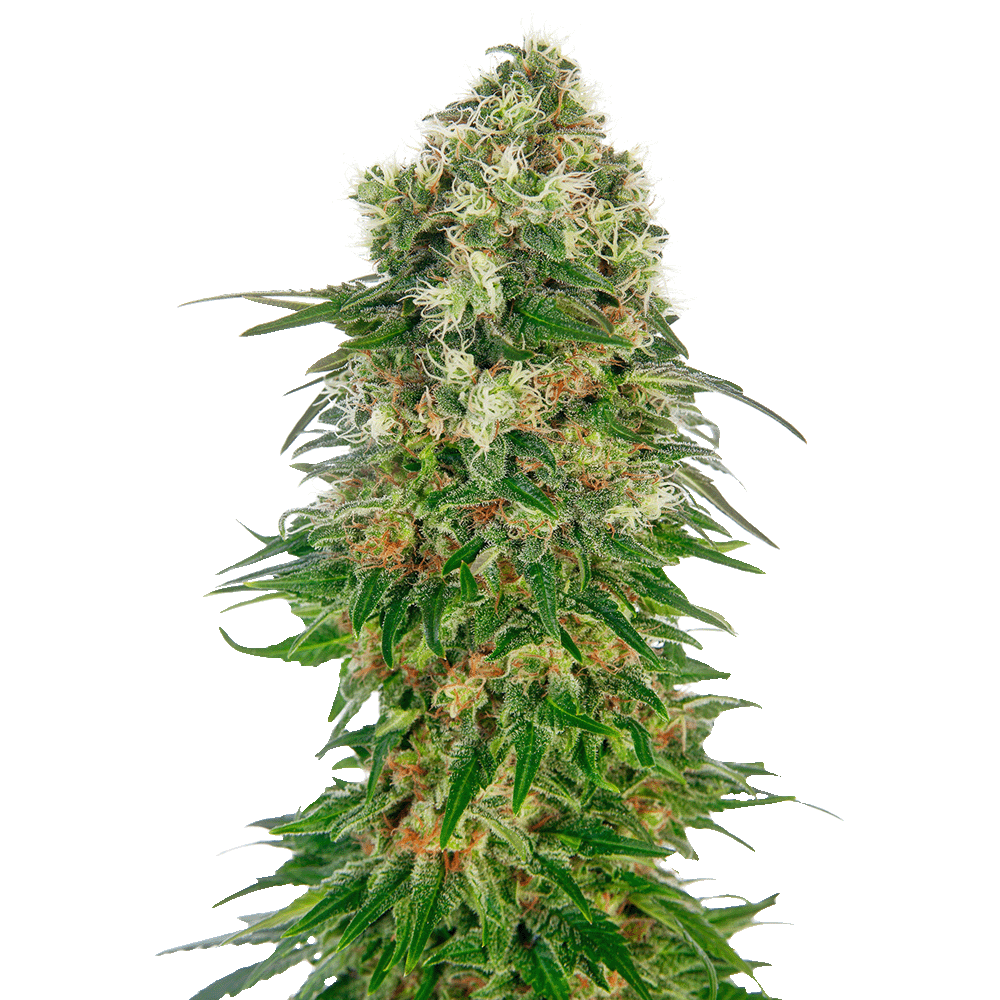 Sensi Seeds Shiva Skunk automatic Hanfsamen Blüte