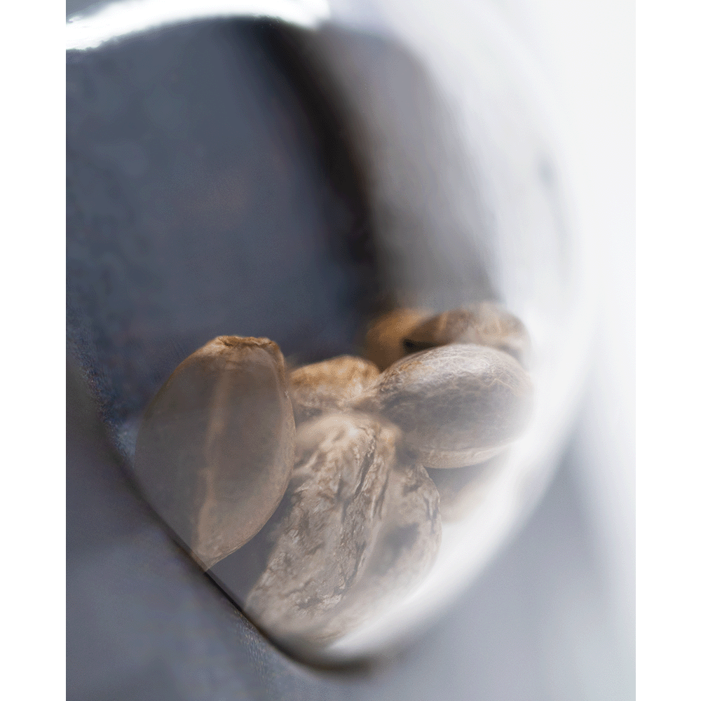 Sensi Seeds Shiva Skunk automatic Hanfsamen Nahaufnahme