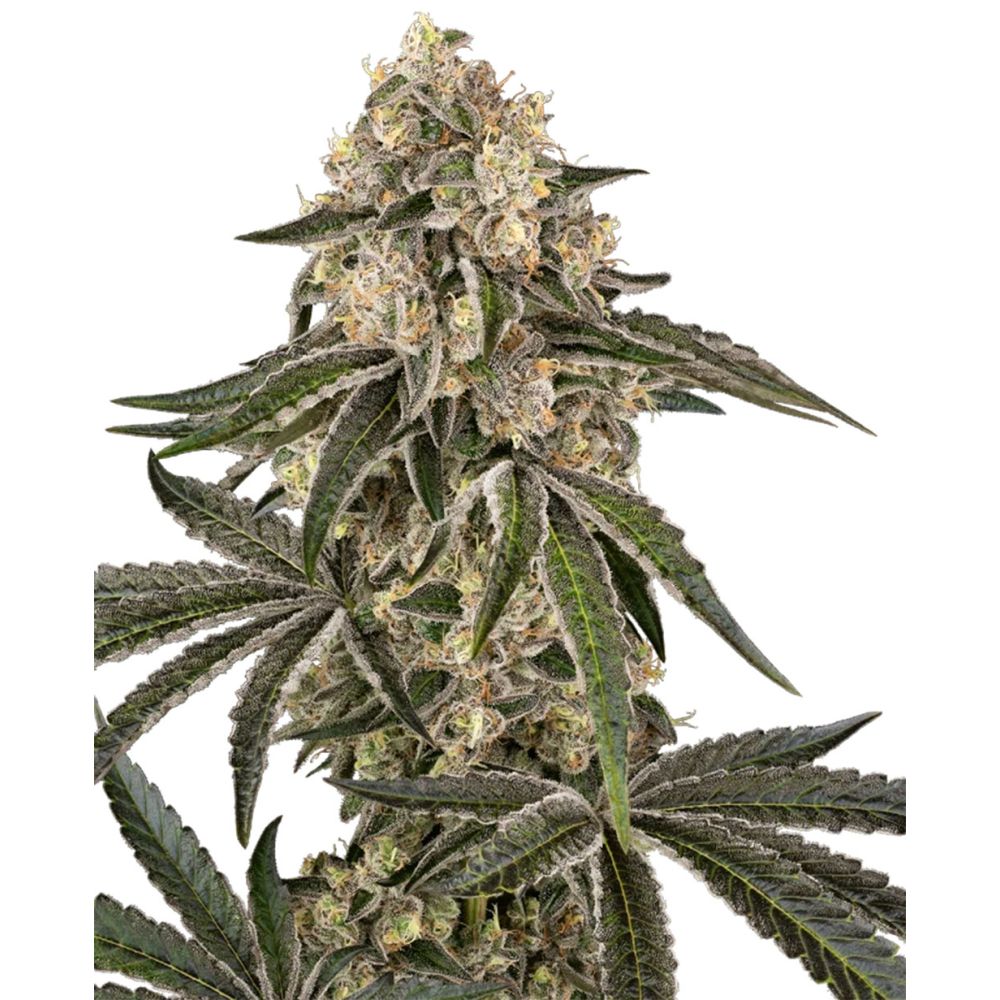 Sensis Seeds Sunset Peach Feminisierte Hanfsamen Cannabisblüte