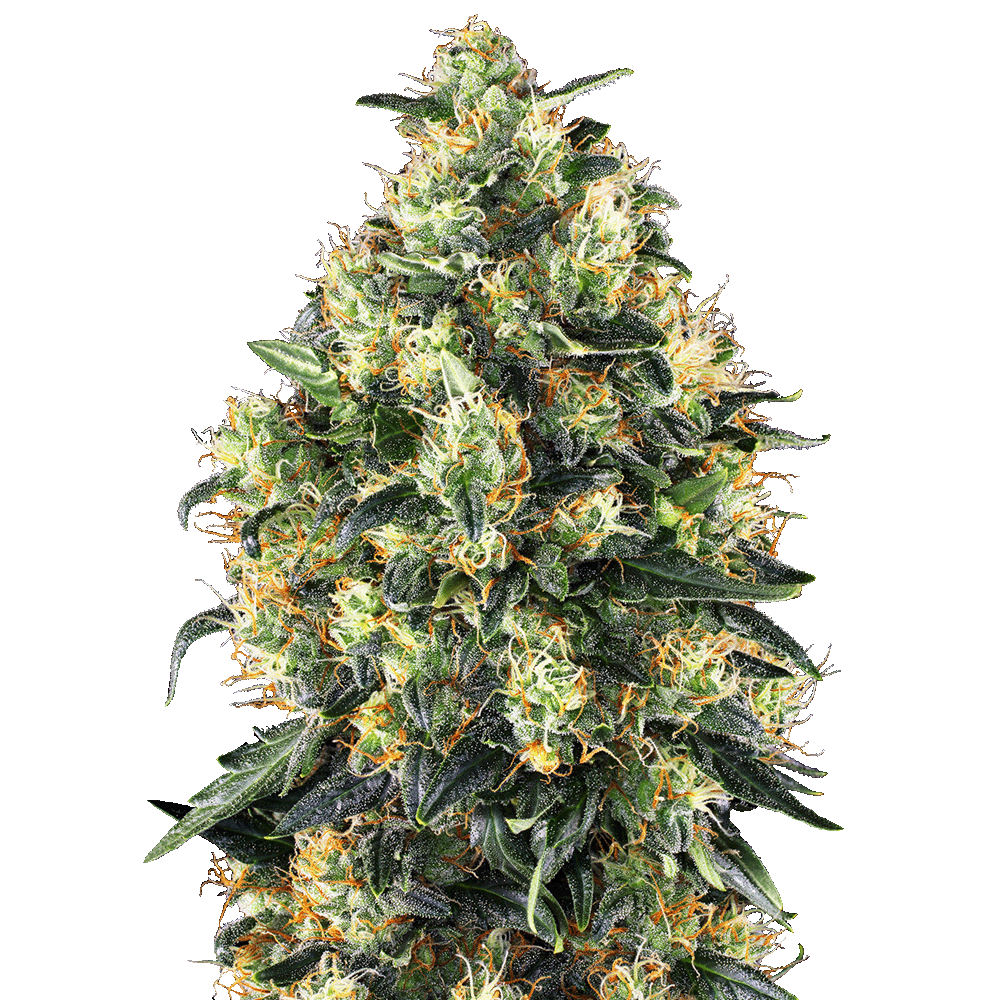 Sensi Seeds Super Skunk automatic Hanfsamen Blüte