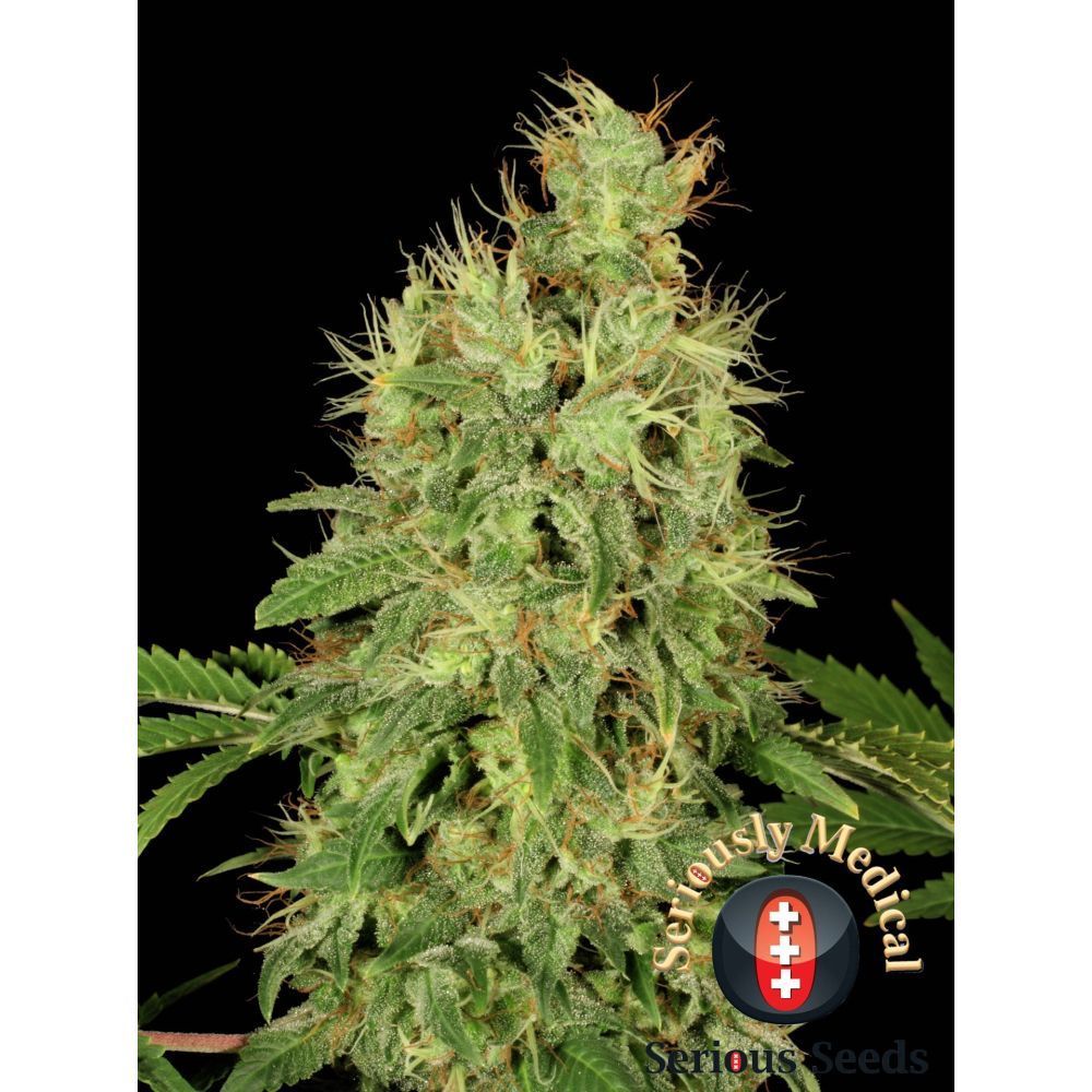 Serious Seeds Chronic CBD feminisierte Hanfsamen