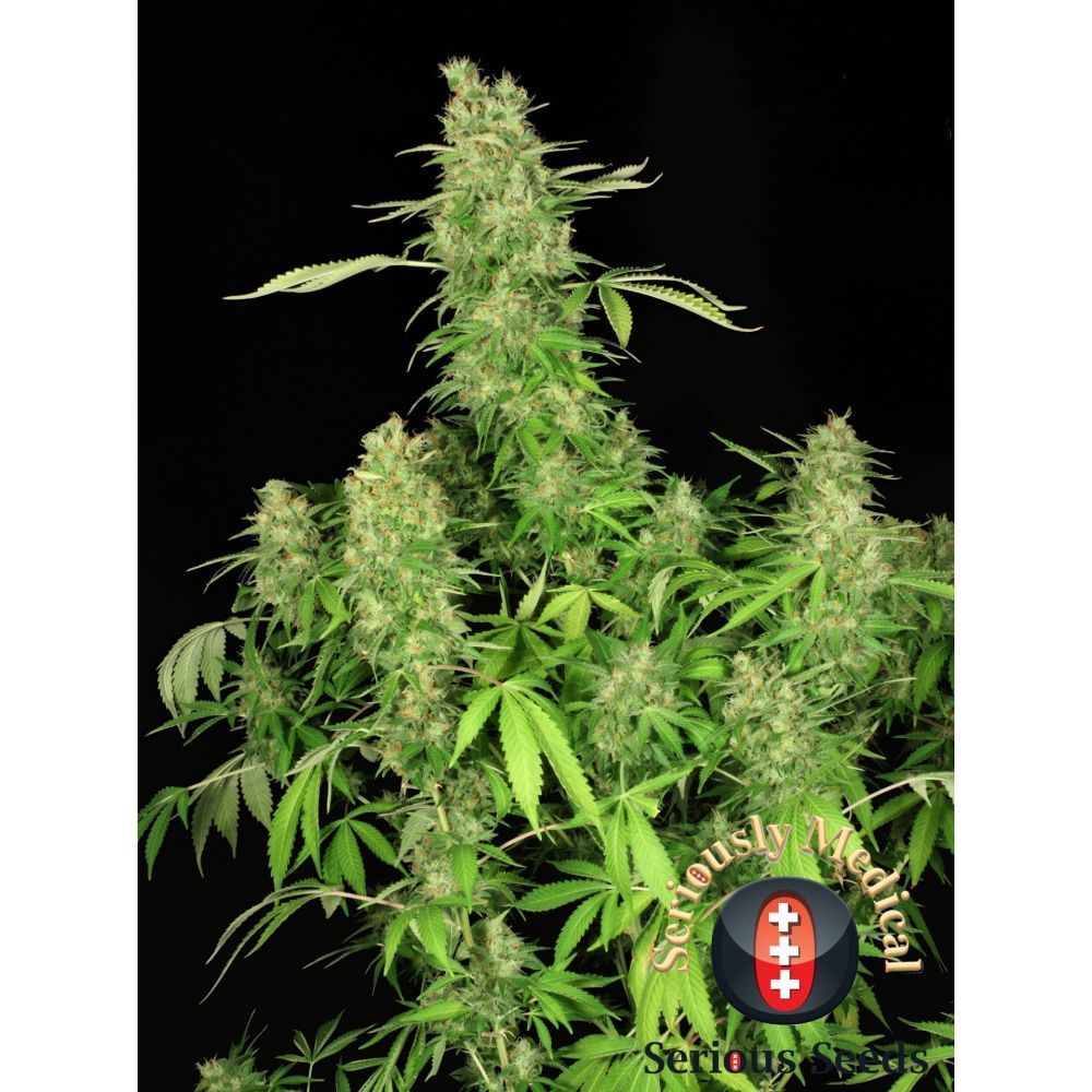 Serious Seeds Chronic CBD feminisierte Hanfsamen