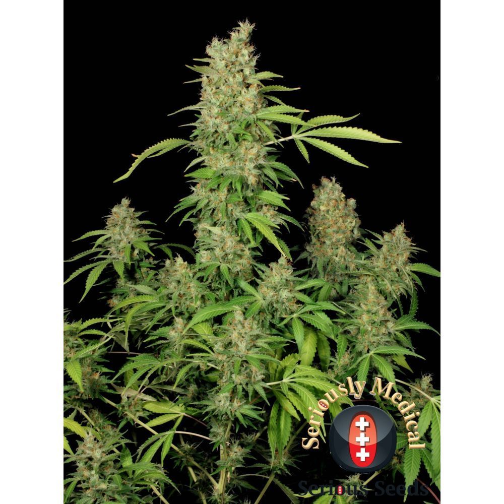 Serious Seeds Chronic CBD feminisierte Hanfsamen