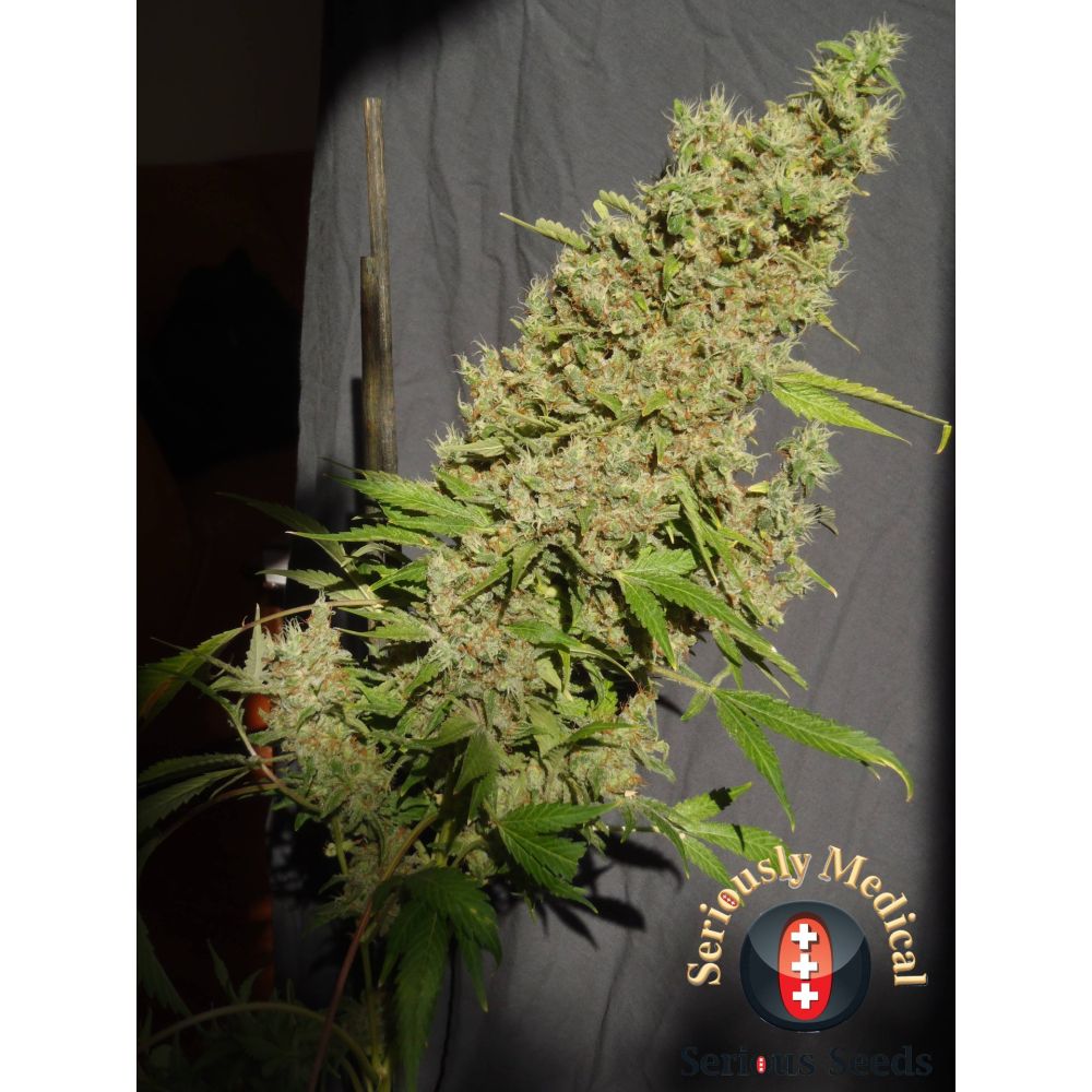 Serious Seeds Chronic CBD feminisierte Hanfsamen