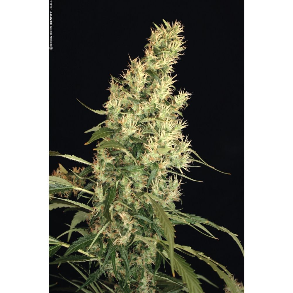 Serious Seeds Kali Mist Reguläre Hanfsamen