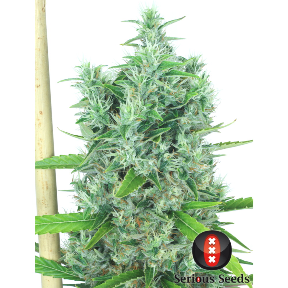 Serious Seeds Kali Mist Reguläre Hanfsamen