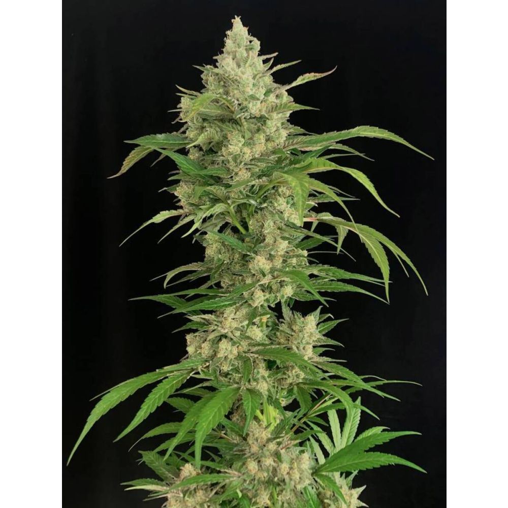 Serious Seeds Seriosa feminisierte Hanfsamen