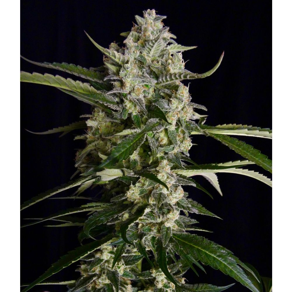 Serious Seeds Seriosa feminisierte Hanfsamen