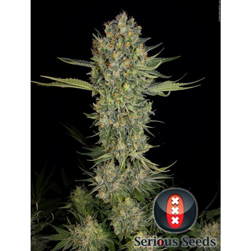 Serious Seeds Serius Kush Feminisierte Hanfsamen