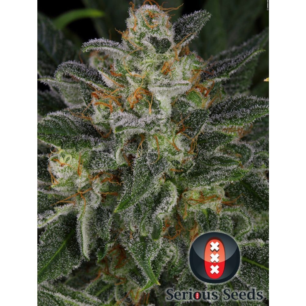 Serious Seeds Serius Kush Feminisierte Hanfsamen