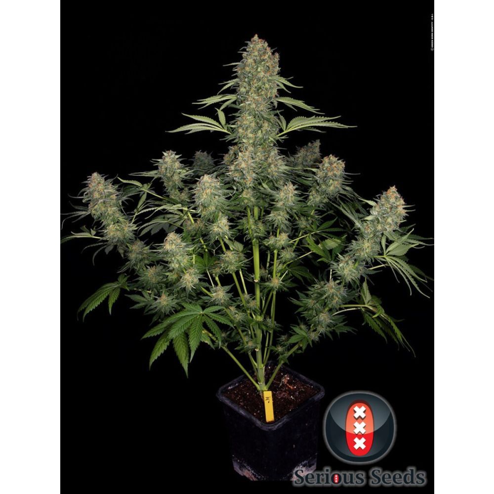 Serious Seeds Serius Kush Feminisierte Hanfsamen