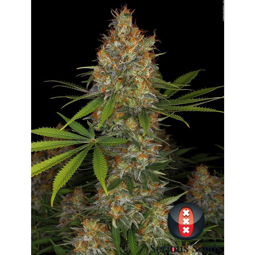 Serious Seeds Strawberry AK feminisierte Hanfsamen