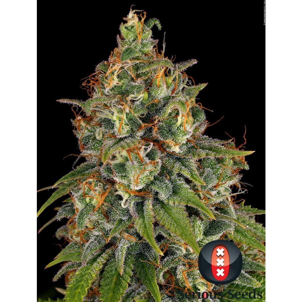 Serious Seeds Strawberry AK feminisierte Hanfsamen