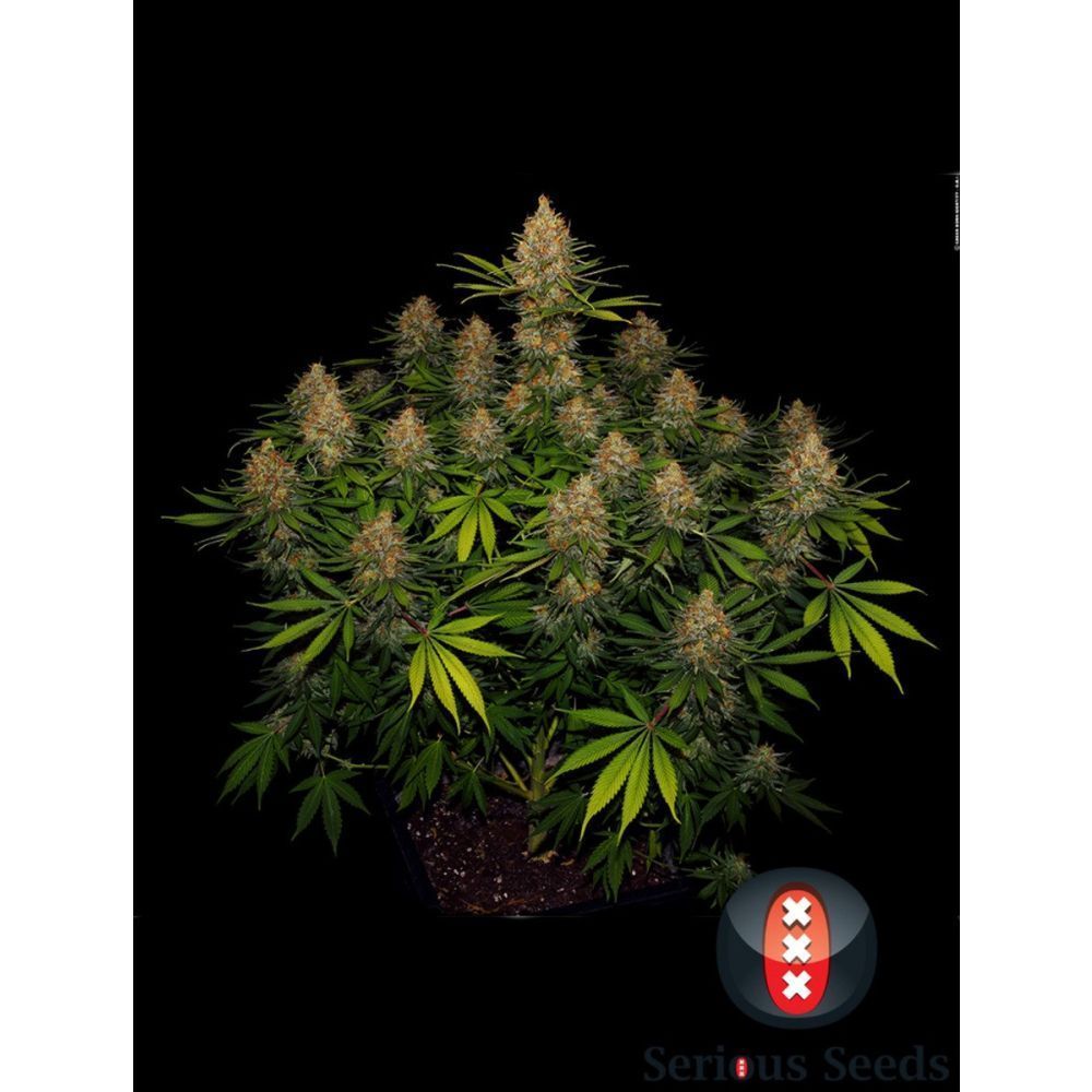 Serious Seeds Strawberry AK feminisierte Hanfsamen