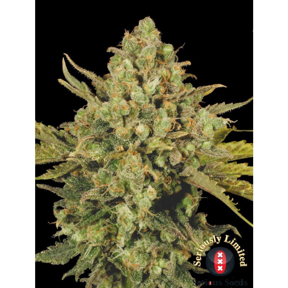 Serious Seeds Warlock CBD Feminisierte Hanfsamen