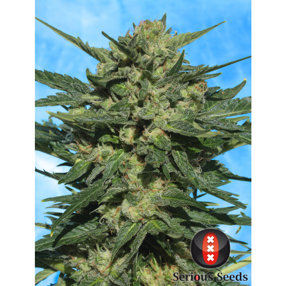 Serious Seeds White Russian Automatic Hanfsamen