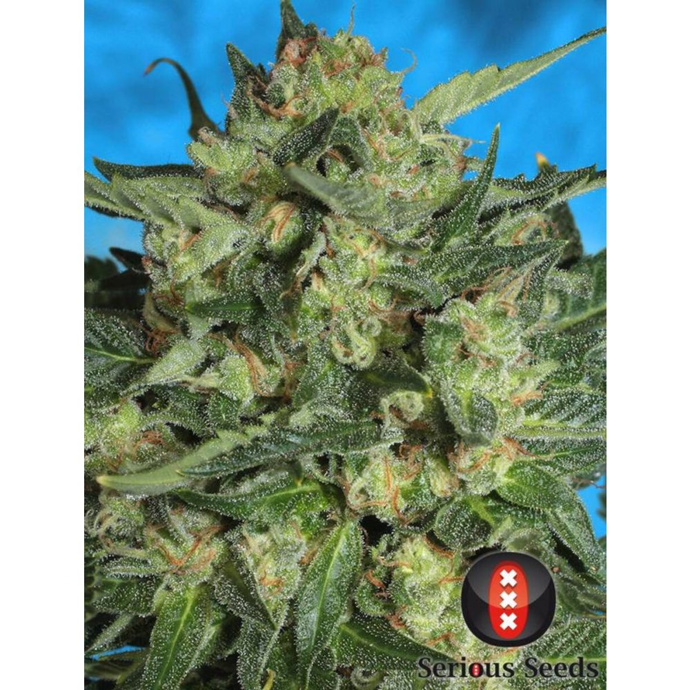 Serious Seeds White Russian Automatic Hanfsamen