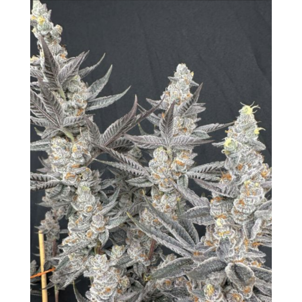 Solfire Gardens Diamond Daggers Feminisierte Cannabissamen Blüte