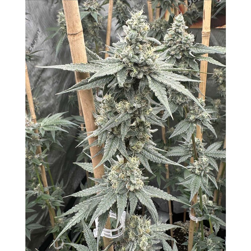 Solfire Gardens Sundae Supper Feminisierte Cannabissamen Blüte