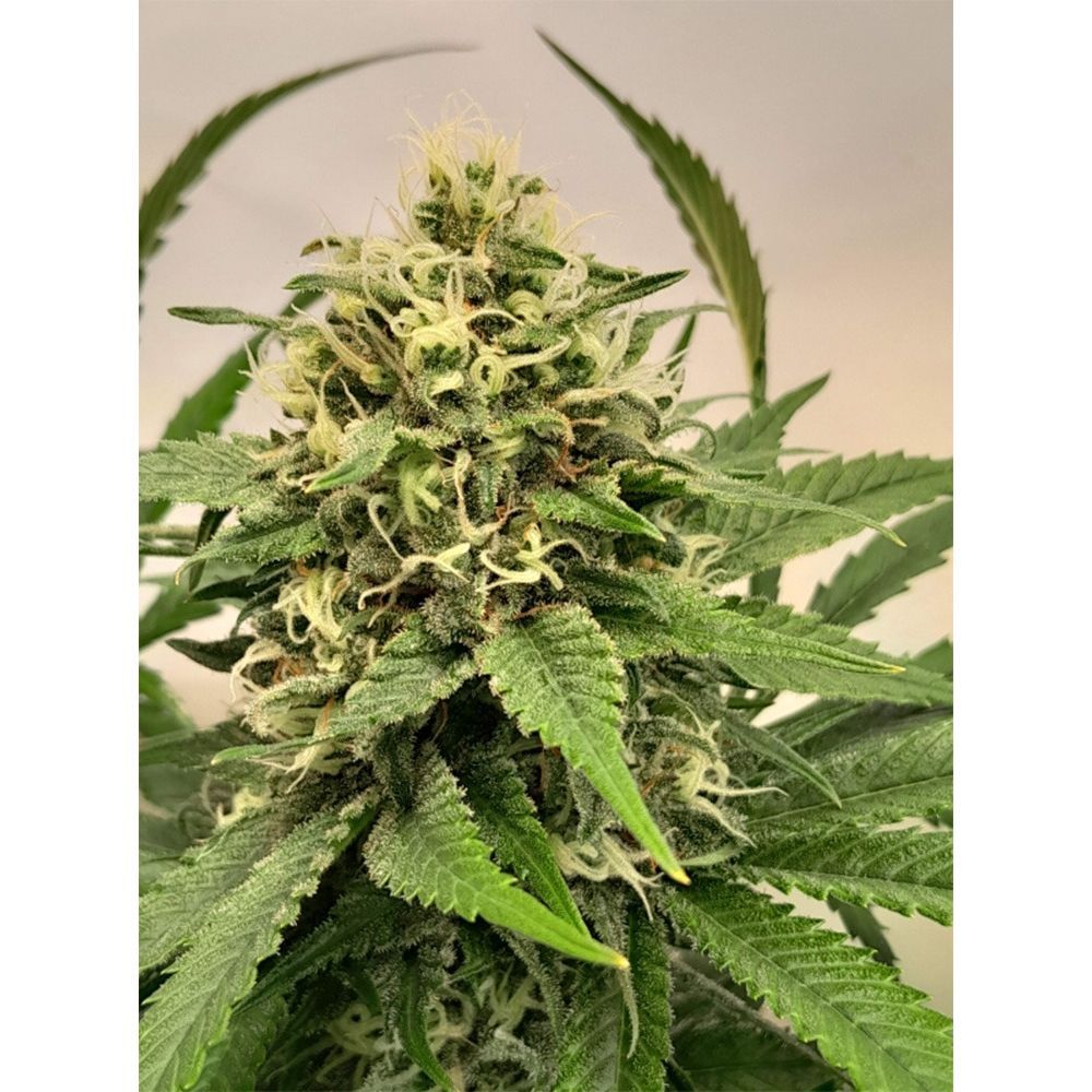 Super Sativa Seed Club Crystal White Kush Feminisierte Hanfsamen Cannabisblüte