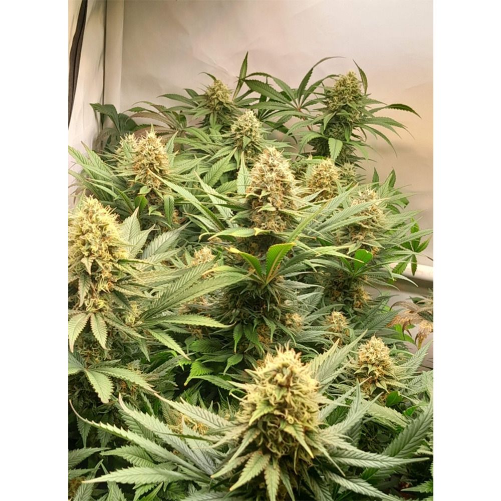 Super Sativa Seed Club Crystal White Kush Feminisierte Hanfsamen Cannabisblüte