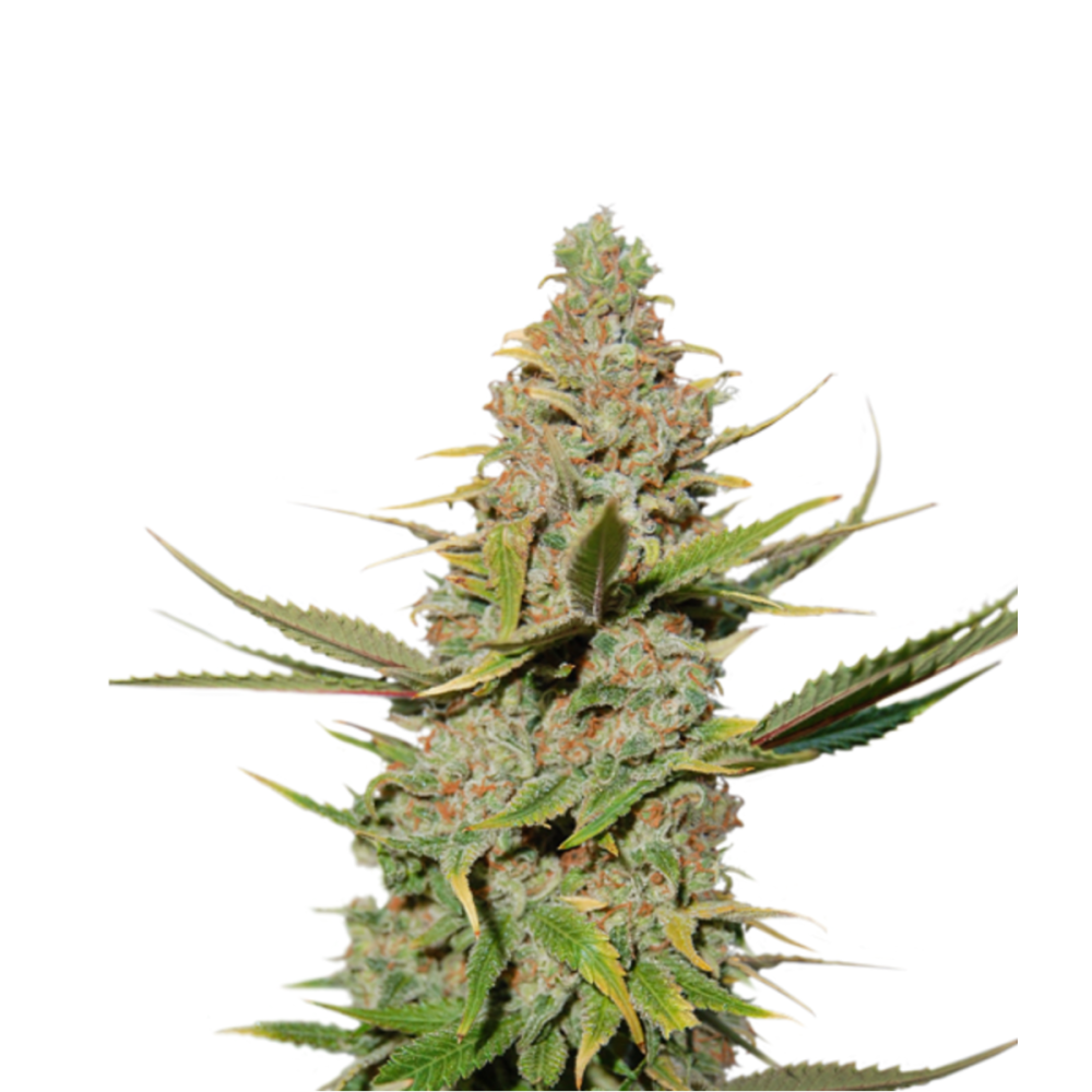 Super Sativa Seed Club Karel's Cookies Reguläre Hanfsamen