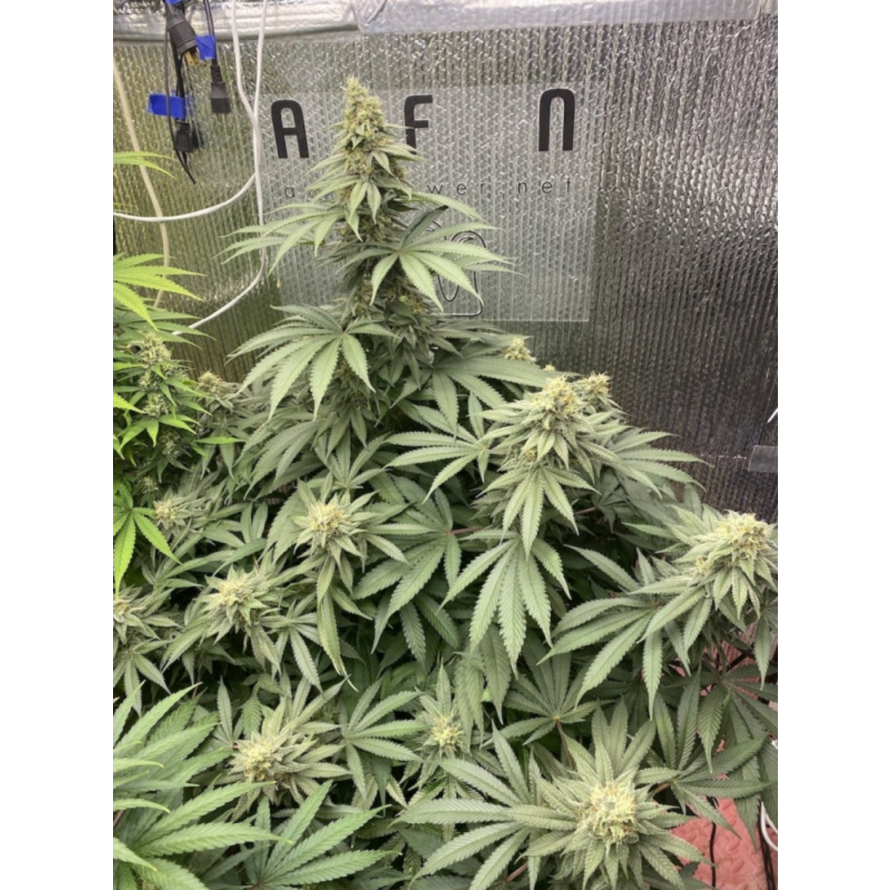 Super Sativa Seed Club Karel's Cookies Reguläre Hanfsamen