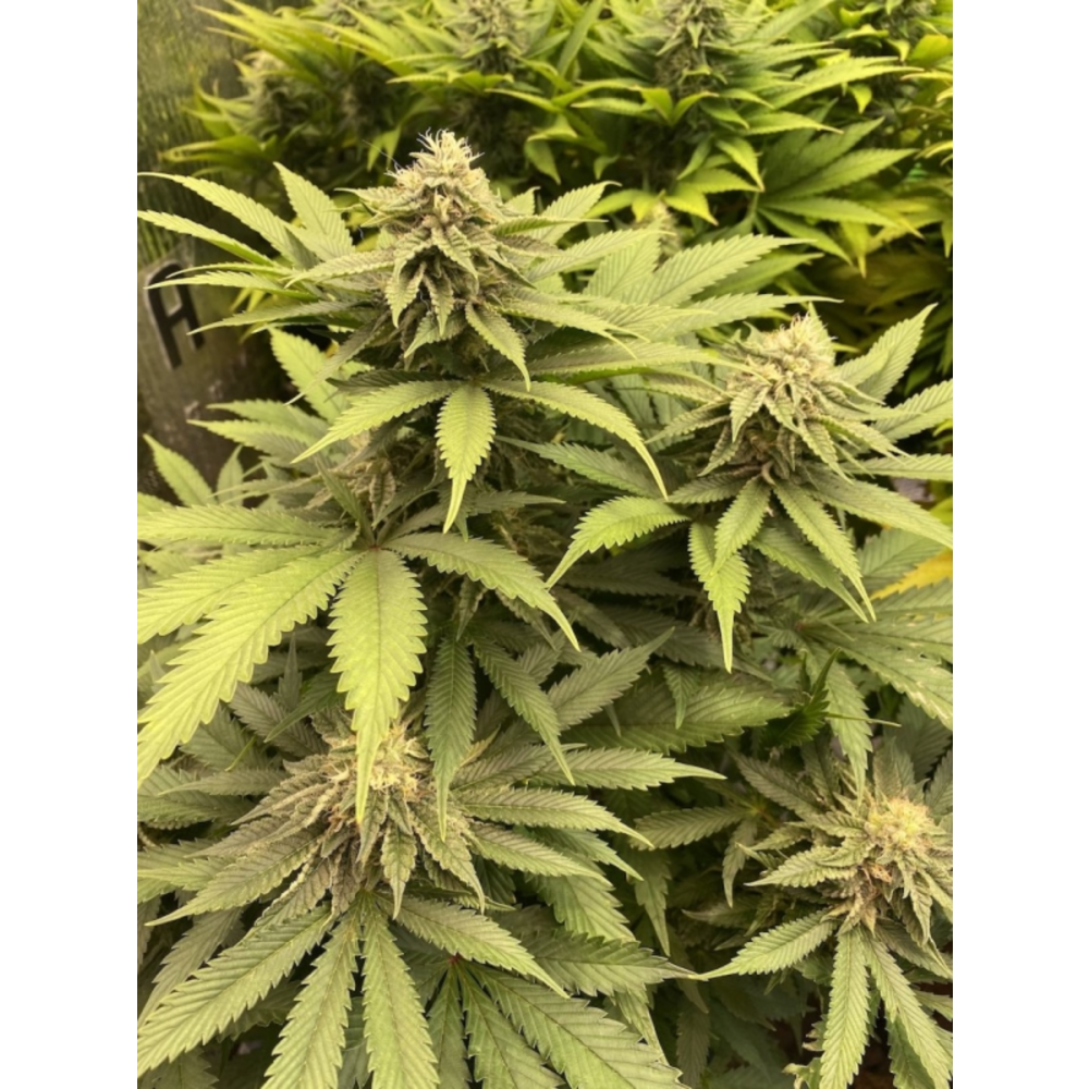 Super Sativa Seed Club Karel's Cookies Reguläre Hanfsamen