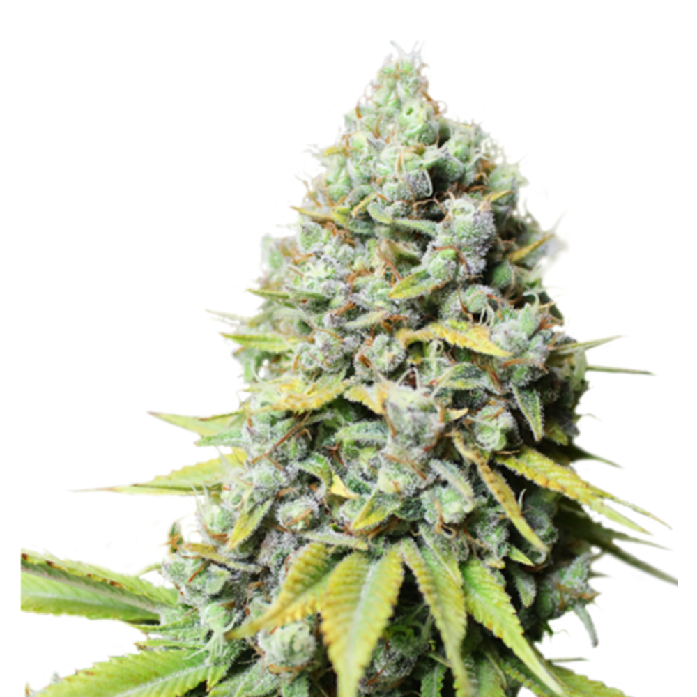 Super Sativa Seed Club Kosher Haze Feminisierte Hanfsamen