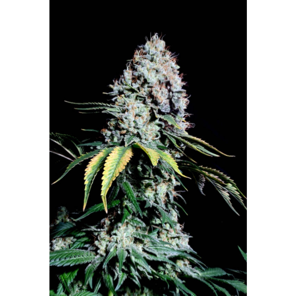 Super Sativa Seed Club Kosher Haze Feminisierte Hanfsamen