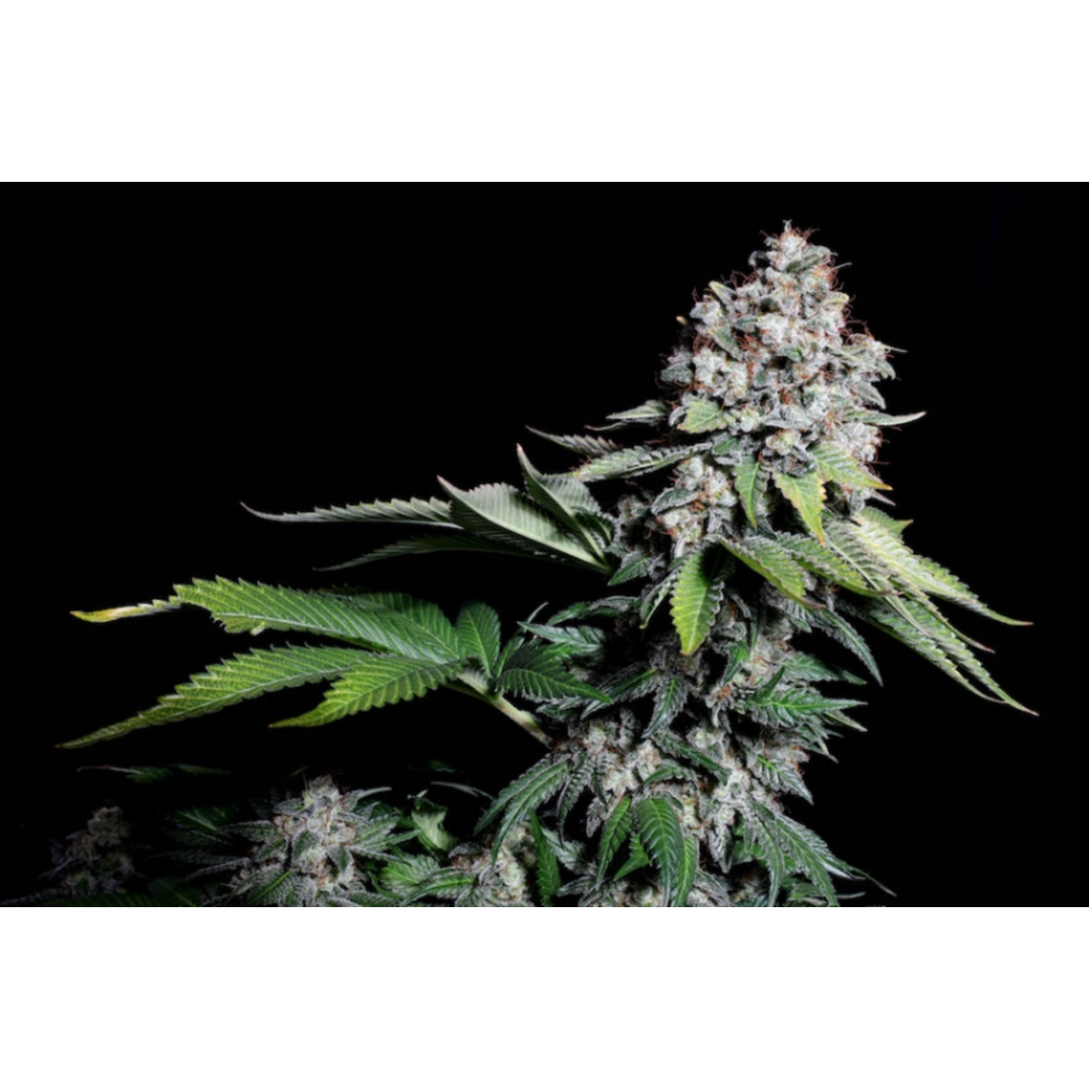 Super Sativa Seed Club Kosher Haze Feminisierte Hanfsamen