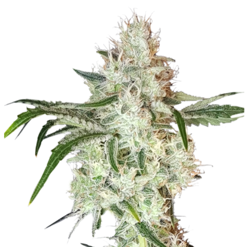 Super Sativa Seed Club Lemon OG Feminisierte Hanfsamen