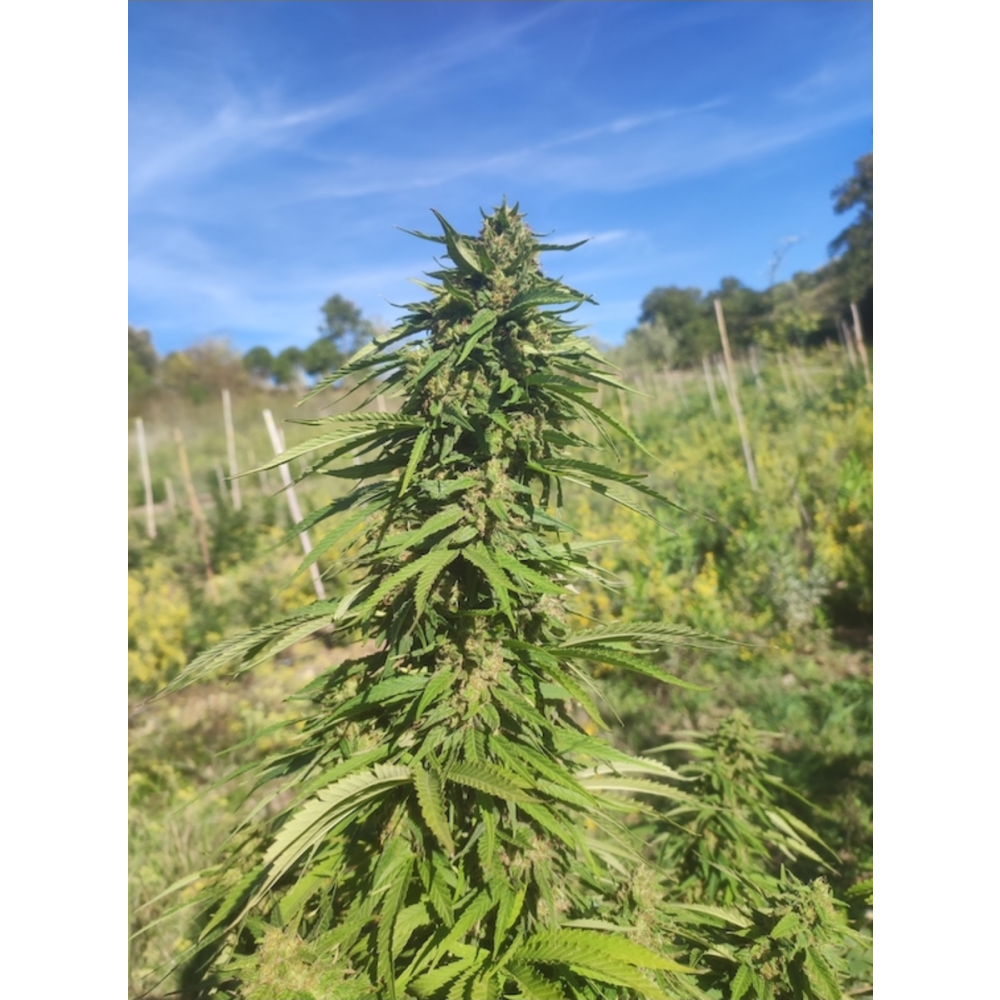 Super Sativa Seed Club Lemon OG Feminisierte Hanfsamen