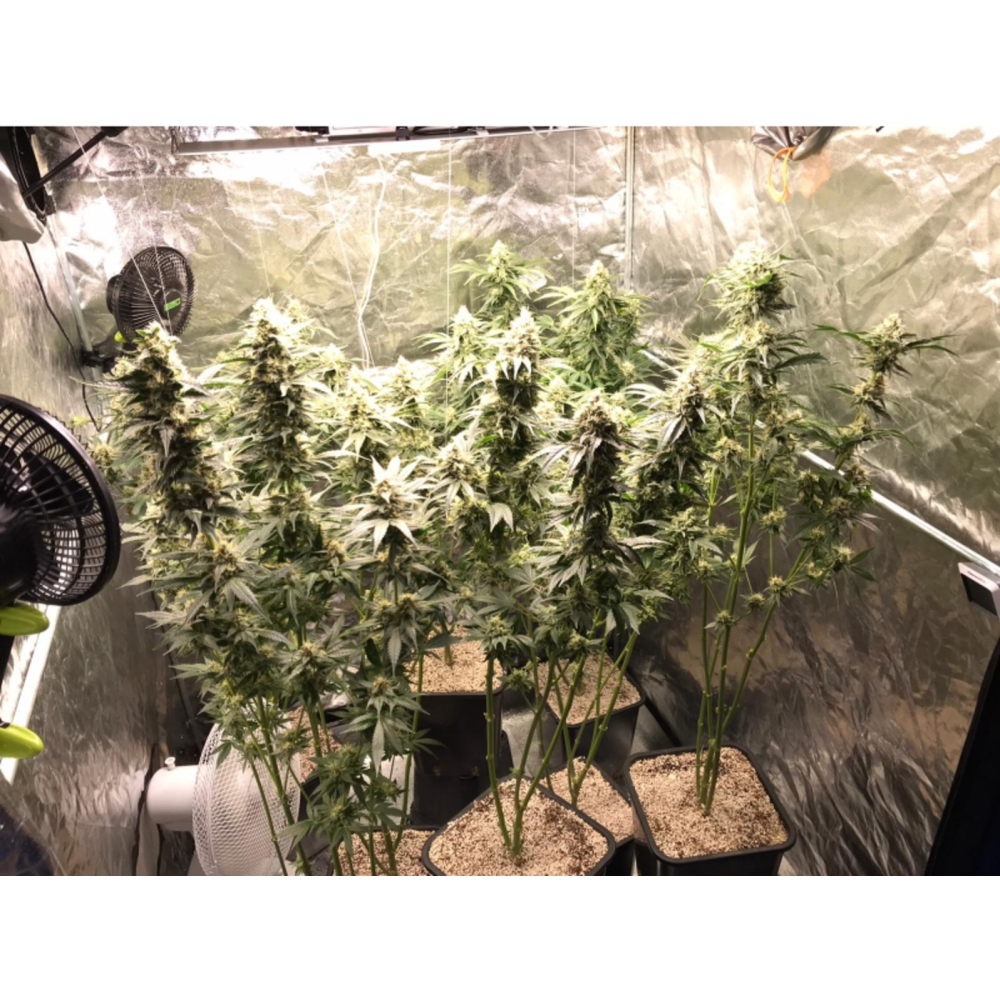 Super Sativa Seed Club Lemon OG Feminisierte Hanfsamen