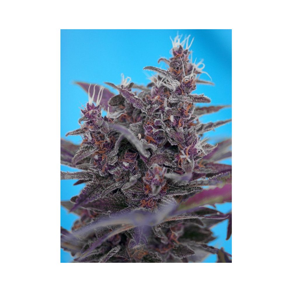 Sweet Seeds Black Cream automatic Hanfsamen