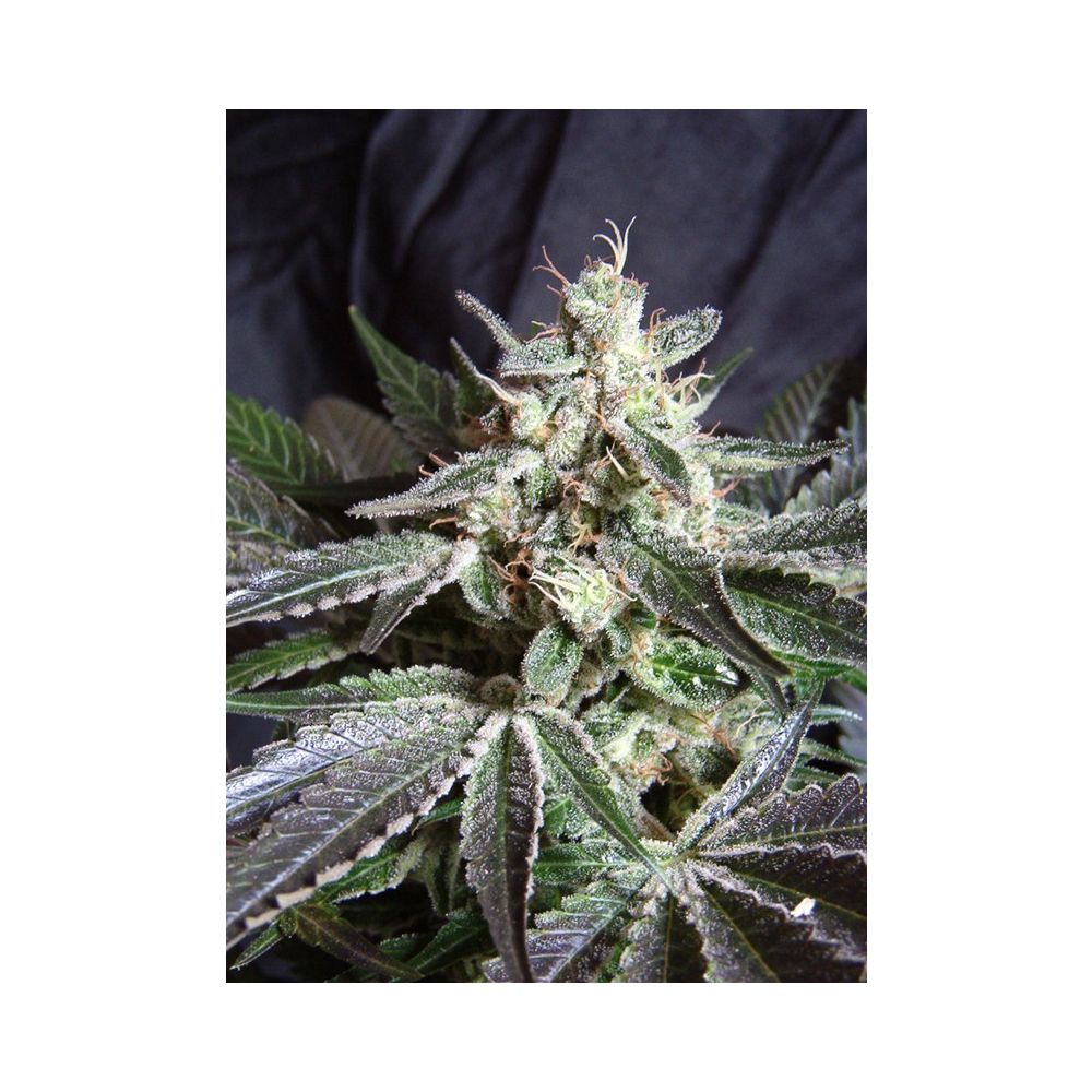 Sweet Seeds Black Jack Feminisierte Hanfsamen