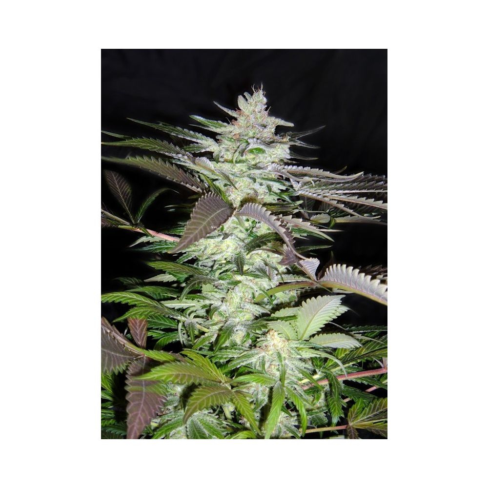 Sweet Seeds Black Jack Feminisierte Hanfsamen