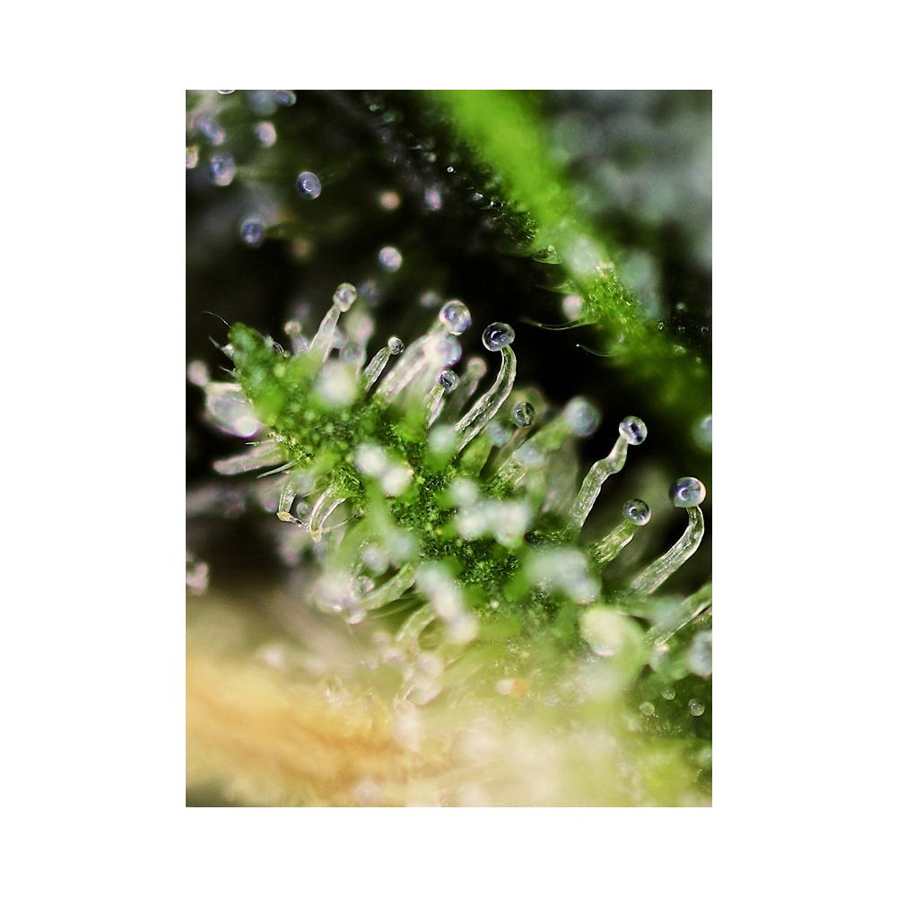Sweet Seeds Black Jack Feminisierte Hanfsamen