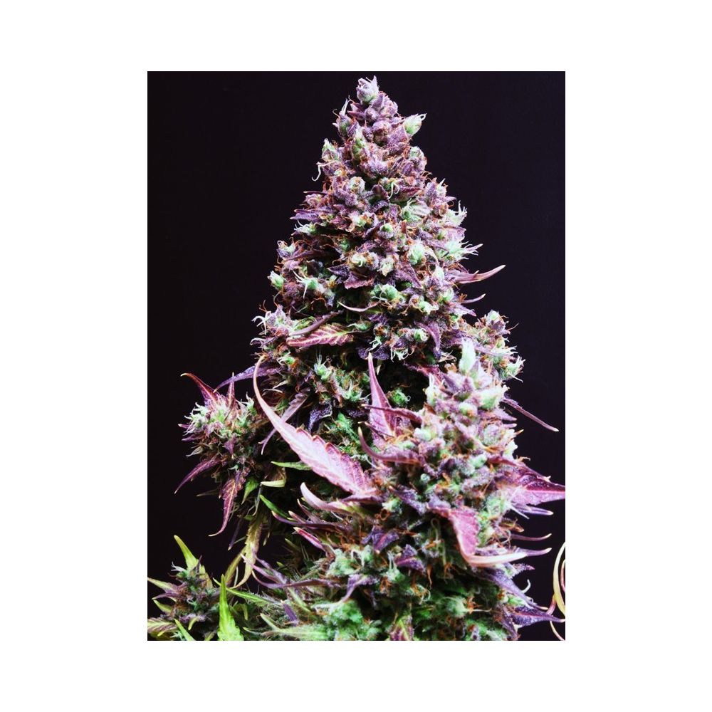 Sweet Seeds Cream Caramel automatic Hanfsamen
