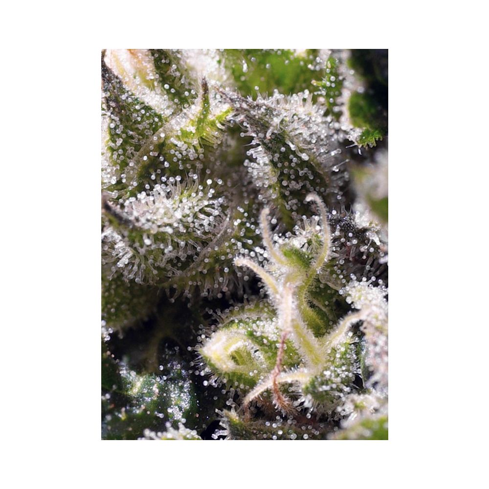 Sweet Seeds Cream Caramel automatic Hanfsamen
