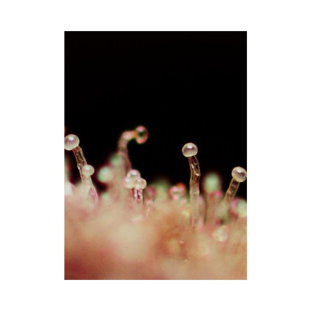 Sweet Seeds Cream Caramel automatic Hanfsamen