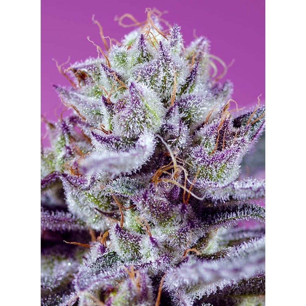 Sweet Seeds Diablo's Delight XL Automatic Hanfsamen Cannabisblüte